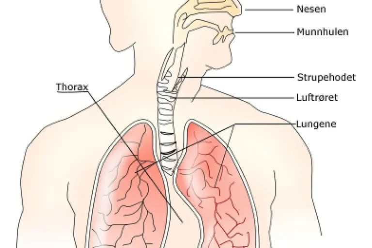 Respiratory system By Theresa knott, TBjornstad 17:37, 8 May 2007 (UTC) - This image has been extracted from another file, CC BY-SA 3.0, https://commons.wikimedia.org/w/index.php?curid=2077091