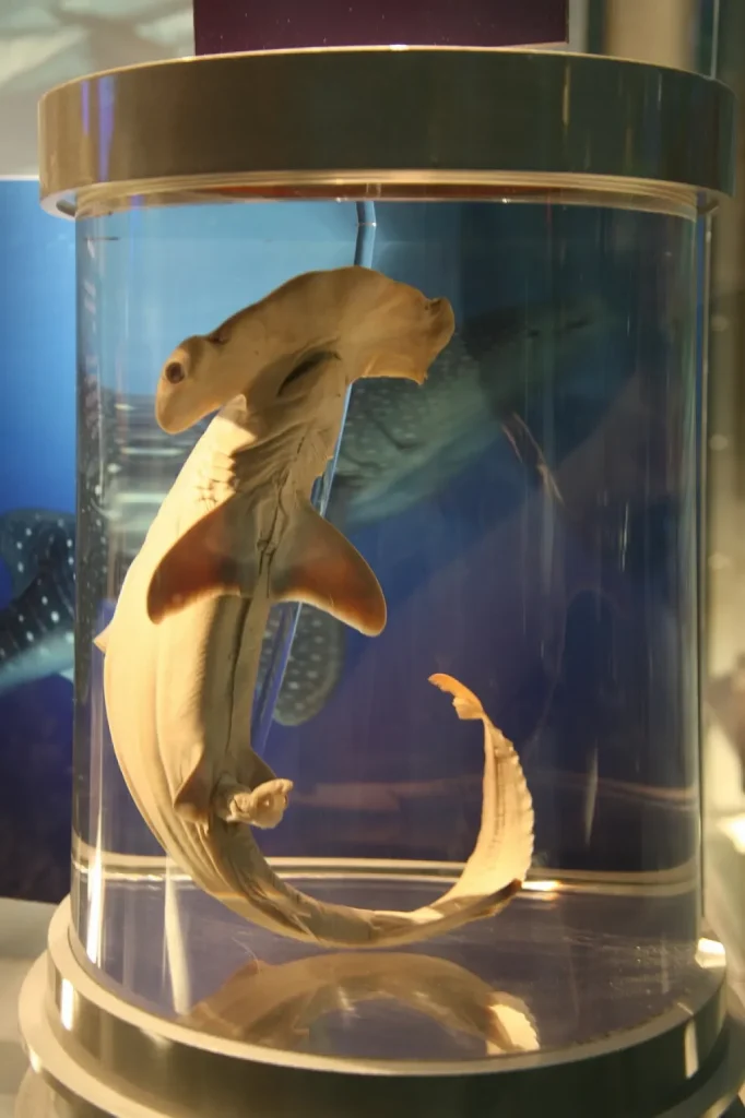 The scalloped hammerhead, Sphyrna lewini, is a hammerhead shark of the family Sphyrnidae. Originally Zygaena lewini, it was later moved to its current name. The Greek word sphyrna translates into "hammer" in English, referring to the shape of this shark's head. This shark is also known as the bronze, kidney-headed or southern hammerhead. It primarily lives in warm temperate and tropical coastal waters all around the globe between latitudes 46° N and 36° S, down to a depth of 300 m. It is the most common of all hammerheads. By Cliff from Arlington, Virginia, USA - Scalloped Hammerhead (Sphyrna lewini), CC BY 2.0, https://commons.wikimedia.org/w/index.php?curid=35906112