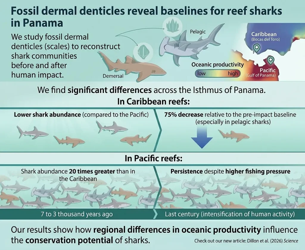 Shark baseline With Data Courtesy Smithsonian AI translated from Spanish