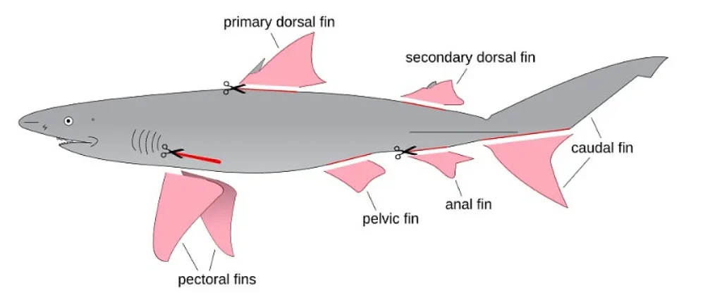Diagram of a shark, highlighting the fins that are typically removed in finning. By Grolltech - Own work, CC BY-SA 3.0, https://commons.wikimedia.org/w/index.php?curid=26836192