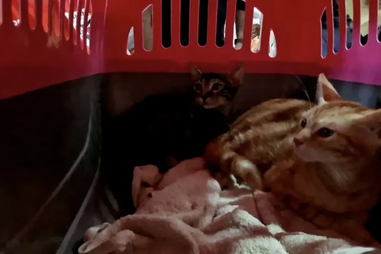Spay Panama Feline Sterilization Credit Spay Panama