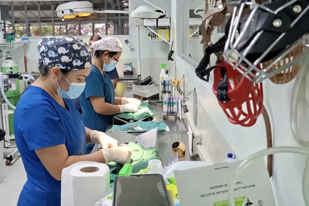 Spay Panama Feline Sterilization Surgery Equipment Credit Spay Panama