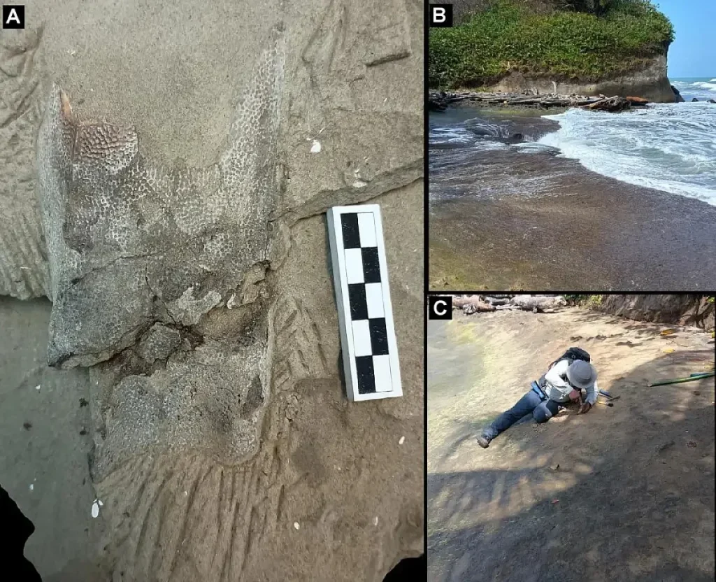 The Dactylopterus decrozi fossil / flying fish fossil belongs to the family of so called flying bat fish and was found in the Chagres Formation view of site Credit Universidad de Panama