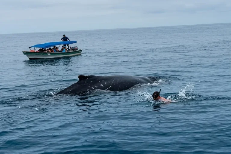 tourist jumping into the water during whale swimming ban