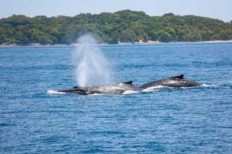 Whales in Ocean Ship noise and marine noise polution affect whale populations in the Pacific off Panama PhotoCredit MiAMBIENTE