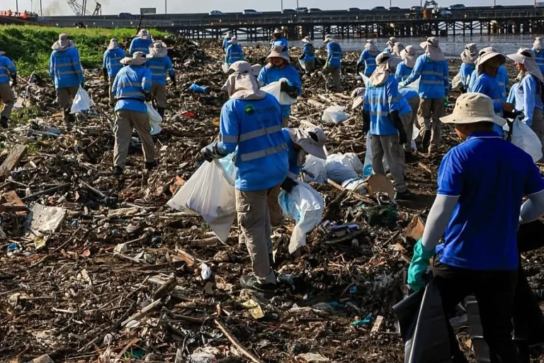 Devoted Panama Bay Recovery Targets Rivers, Mangroves and Coastline Workers and Panama City Hall begins Panama Bay recovery, rivers, beaches and mangroves cleanup Credit Alcaldia