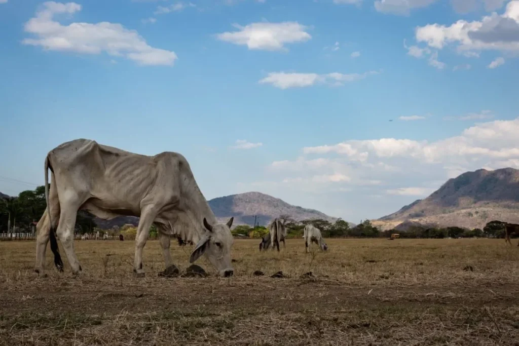 Thin Cows during drought