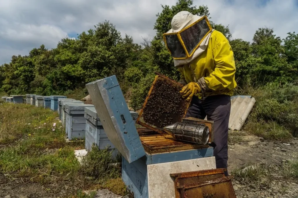 Beekeeper in Panama. By Info Bae.