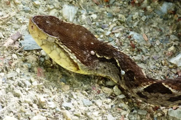 119 Snake Bites in Coclé Trigger Urgent Health Warning Bothrops Asper Snake. By Pablo Bedross.