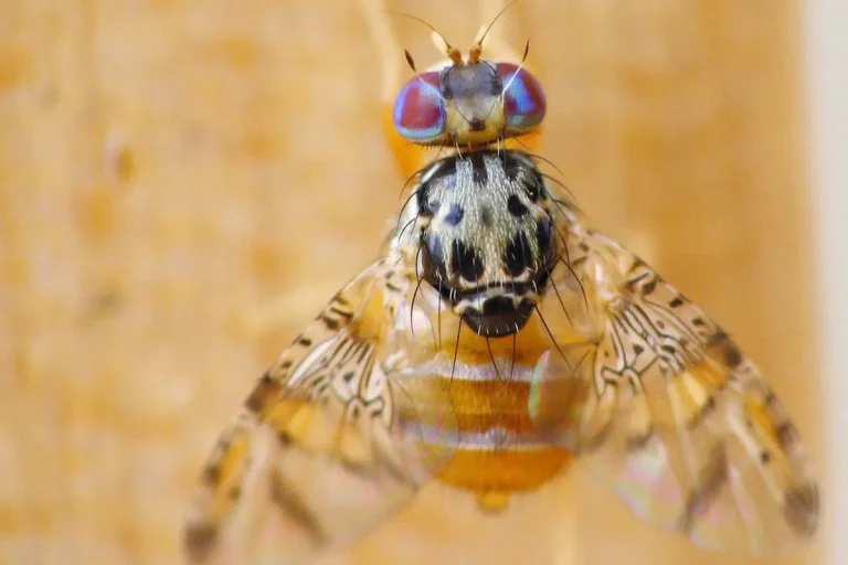 5th Country to Release Sterile Flies for Pest-Free Crops in Panama Medfly adult (Ceratitis capitata) Por Daniel Feliciano - Trabajo propio, CC BY-SA 4.0, https://commons.wikimedia.org/w/index.php?curid=4548869