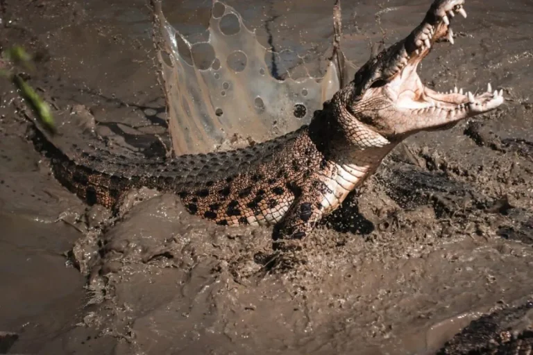 Close up shot of a crocodile By ReptileKing.