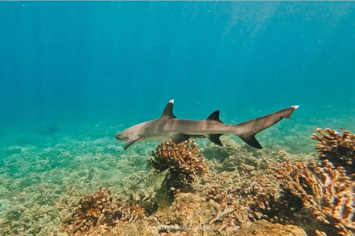 Coiba Island National Park By MIAMBIENTE.