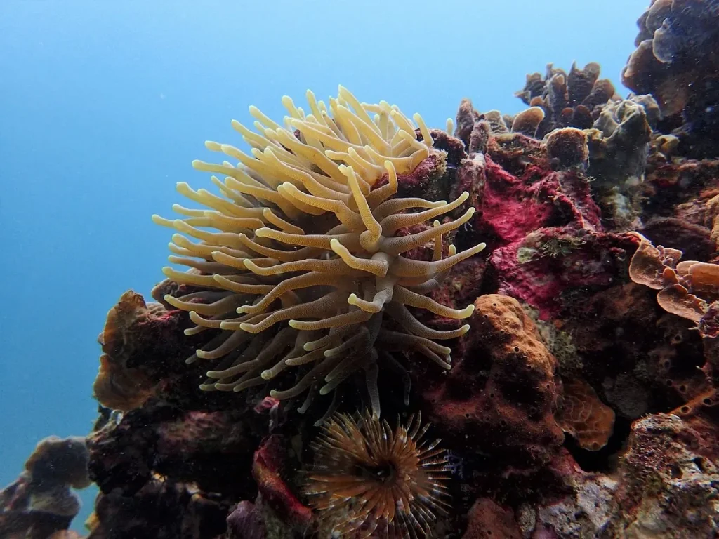 coral reef in portobelo