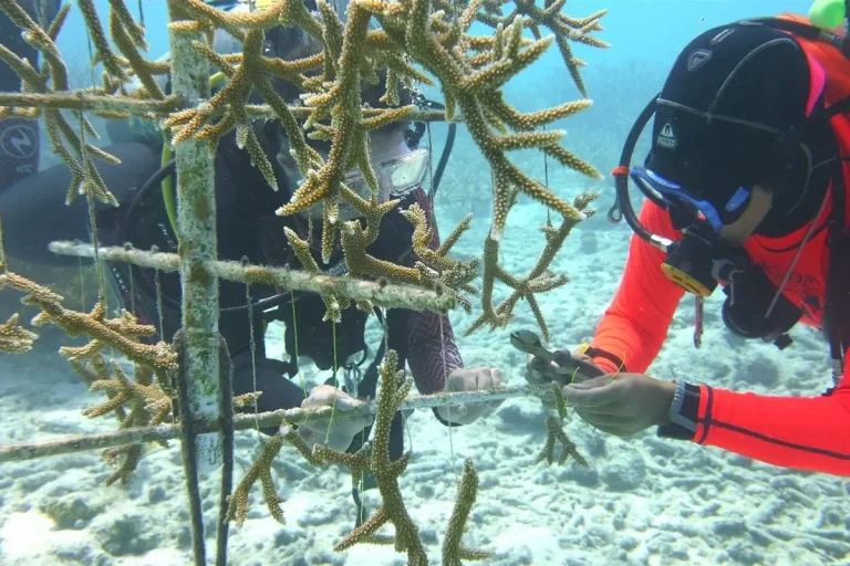 Coral reef protection Panama