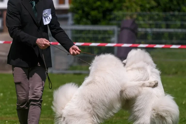 dog handler