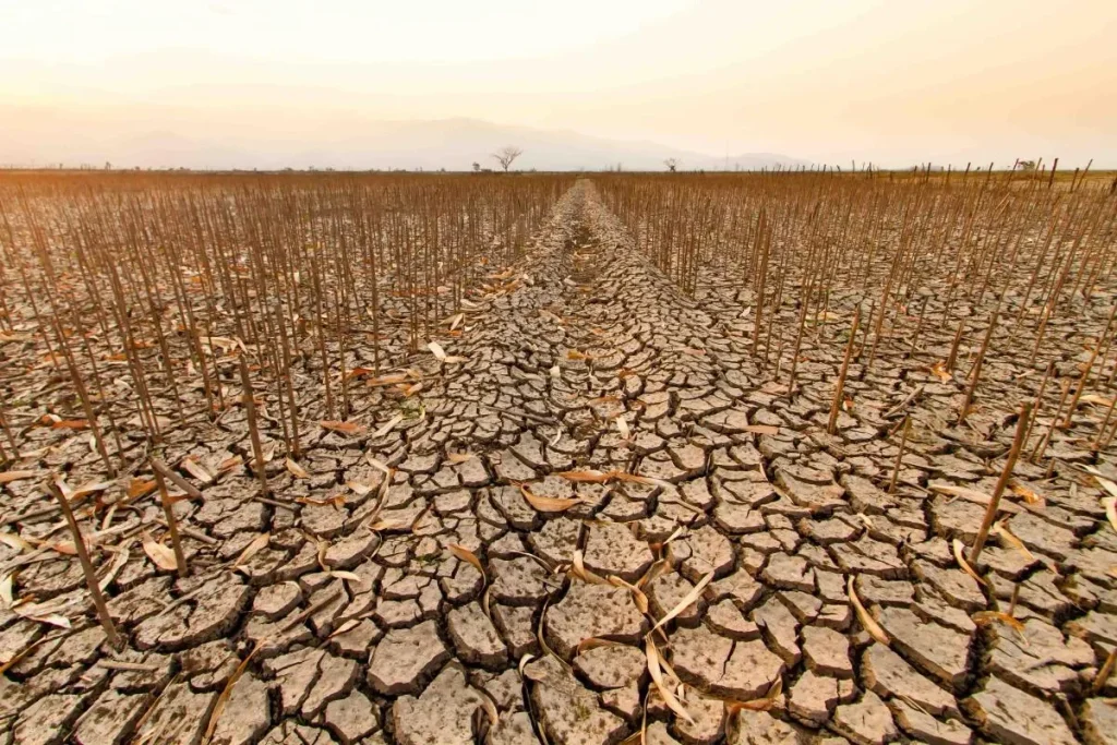 Drought and desertification. IA Empowered.