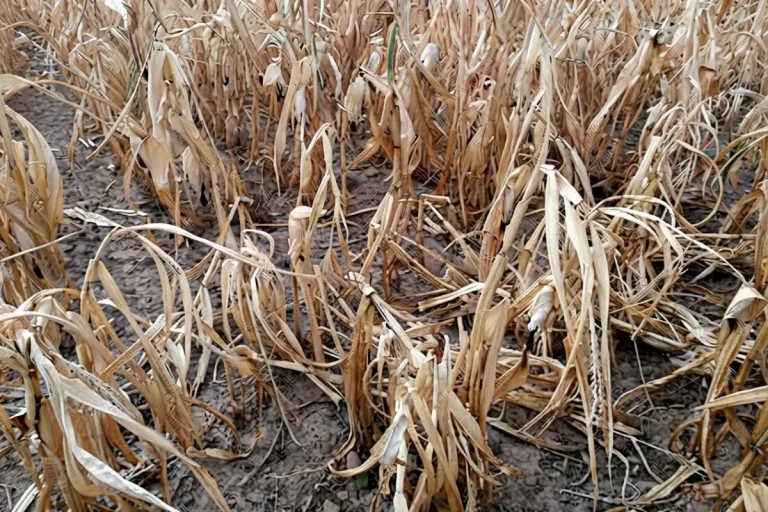 Coclé Farmers Watch $20K Slowly Drain Away While El Niño Drought Threatens Rice Harvest Dry rice in Cocle. By EXPAT-TIMES.