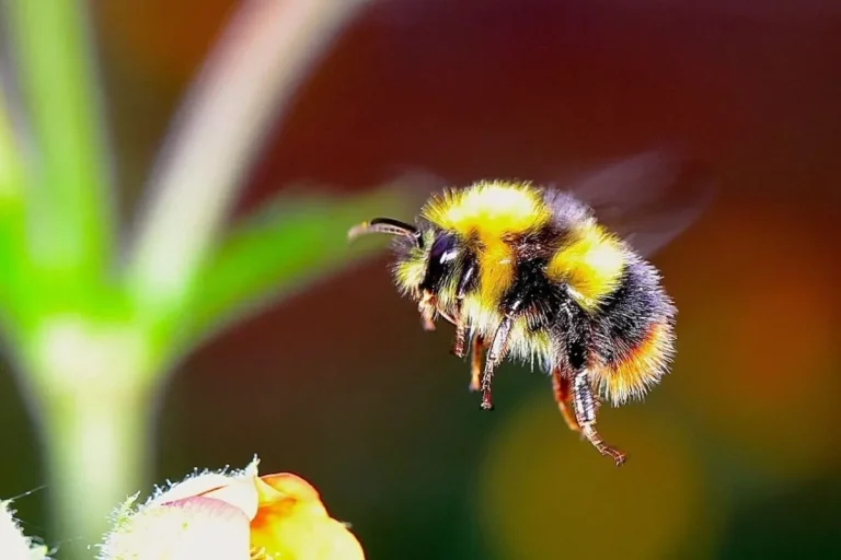 Panamanian beekeepers are adopting sustainable beekeeping Panama methods focused on native stingless bee species.