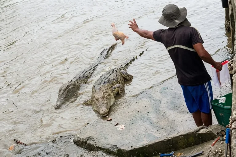Fisherman attacked by a crocodile in Puerto Coquira - crocodile attack Panama