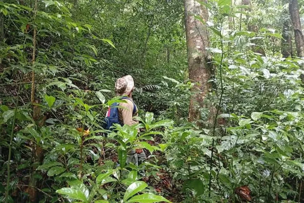 The rain Forest. By Miambiente.