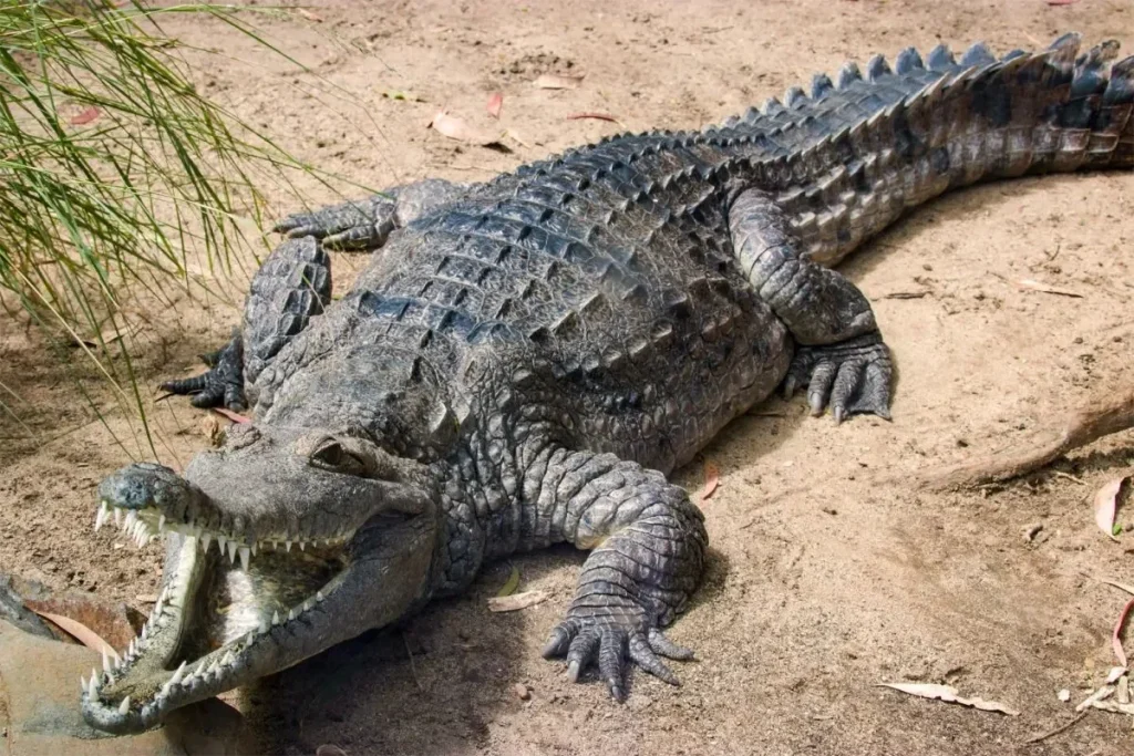 freshwater crocodile Crocodylys johnsoni with jaw open