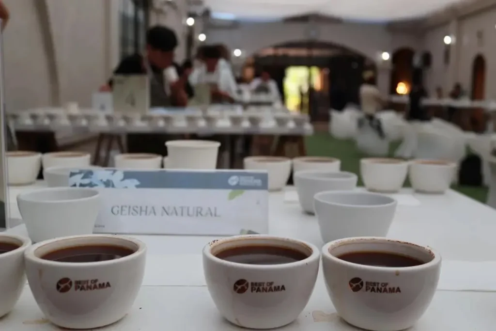 geisha panama cata