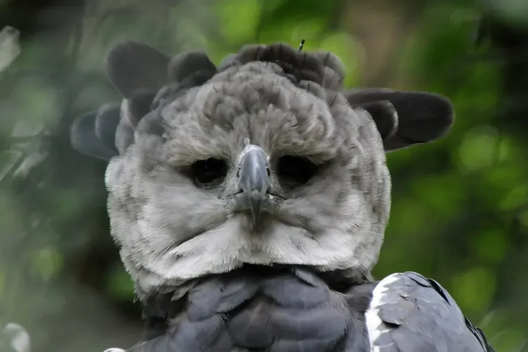 Happy Birthday Panama! Summit Park Celebrates 17 Years of its Famous Harpy Eagle Harpy eagle joachim s muller