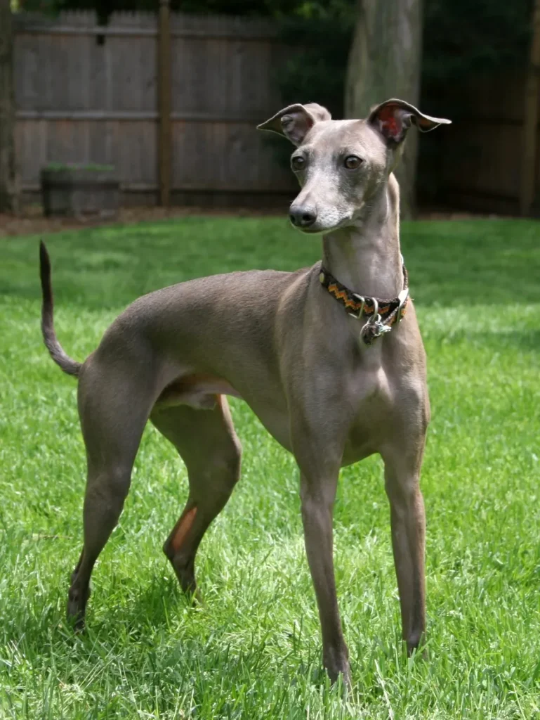 A male Italian Greyhound. By christina - Flickr, CC BY 2.0, https://commons.wikimedia.org/w/index.php?curid=87573320