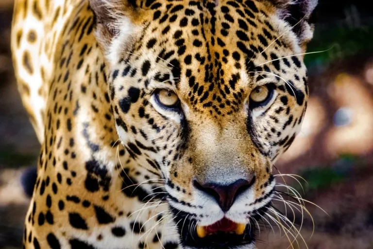 Jaguar Census Panama By MiAmbiente