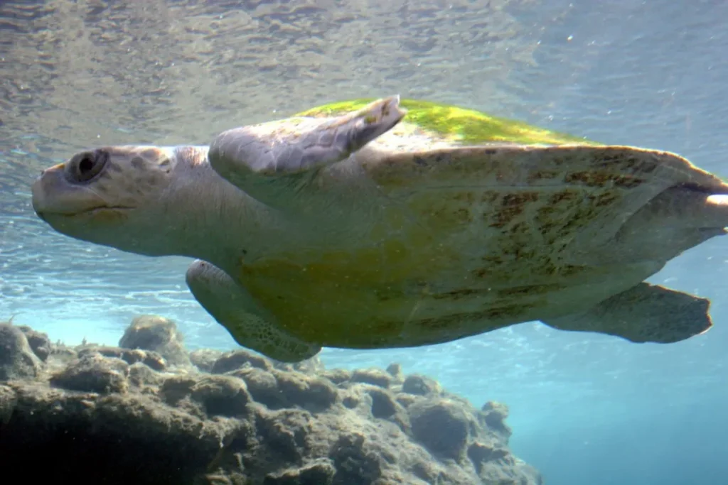Olive Ridley By Thierry Caro, CC BY-SA 3.0, https://commons.wikimedia.org/w/index.php?curid=2527177