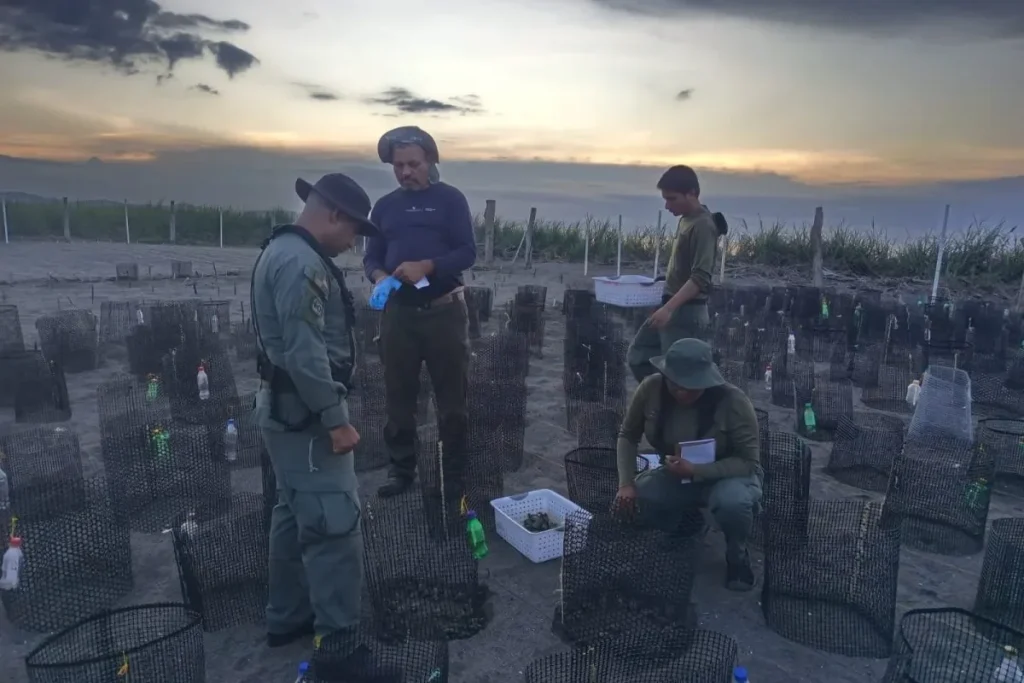 MiAMBIENTE protects more than 10,000 sea turtle nests on the beaches of Tonosí in Los Santos by MiAmbiente