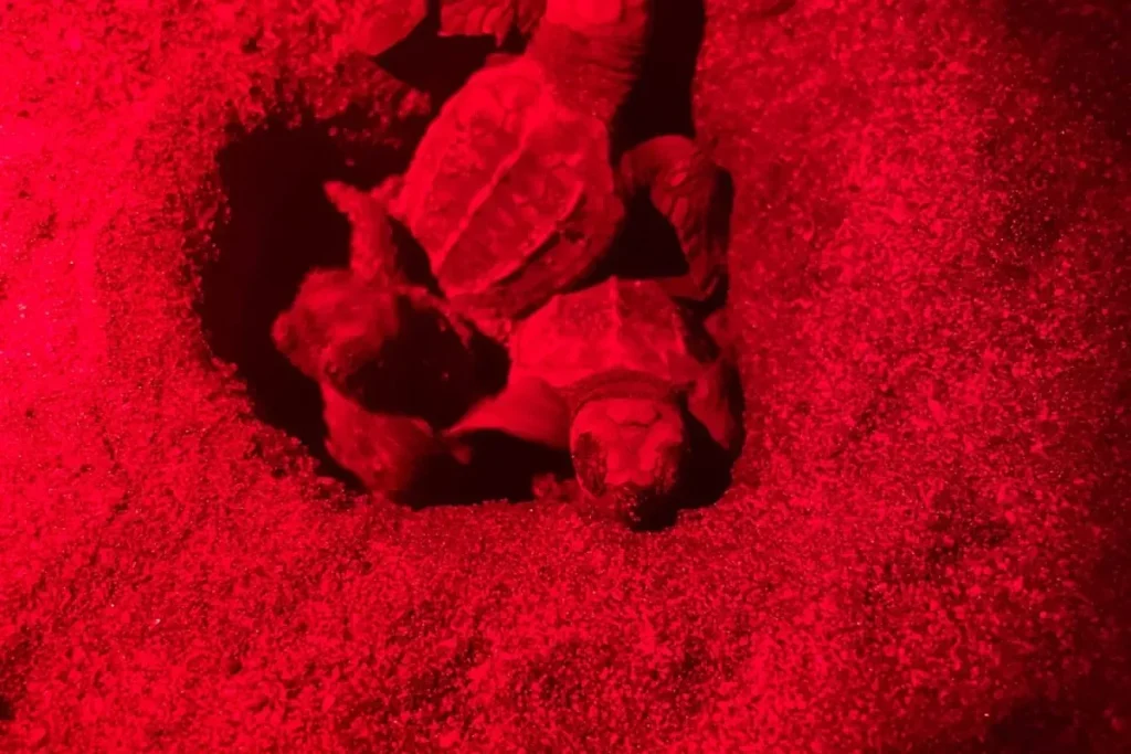 MiAMBIENTE protects more than 10,000 sea turtle nests on the beaches of Tonosí in Los Santos Hatching turles by MiAmbiente