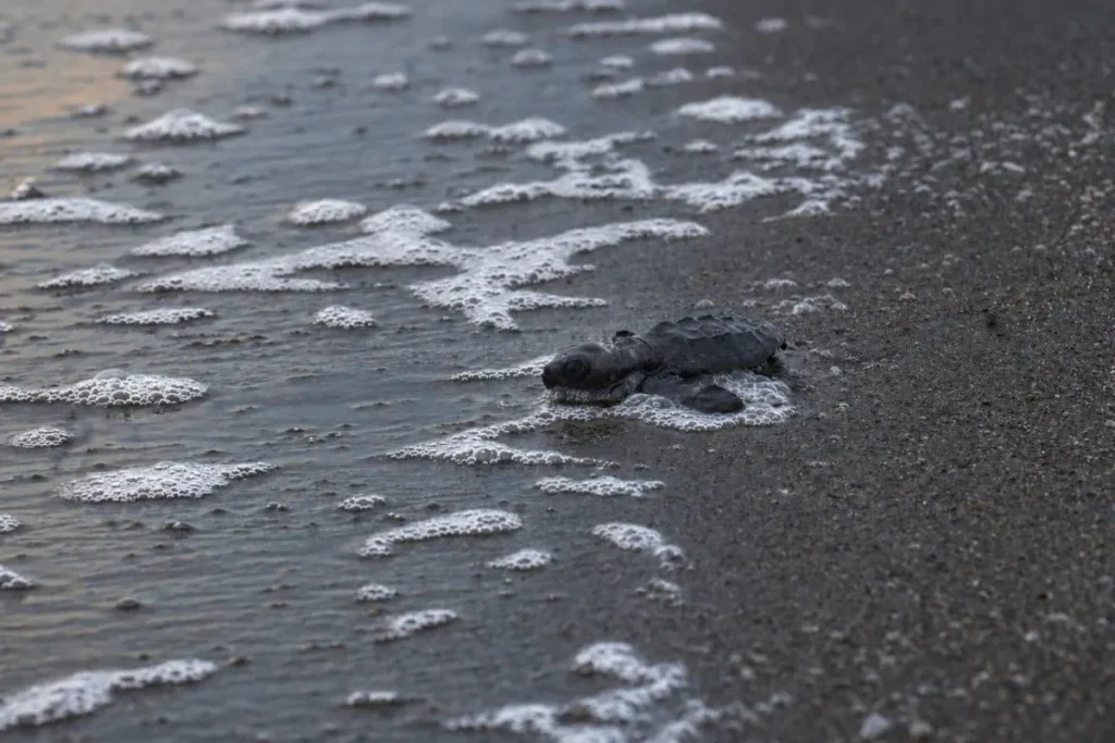 MiAMBIENTE protects more than 10,000 sea turtle nests on the beaches of Tonosí in Los Santos Hatchling reaching the ocean by MiAmbiente