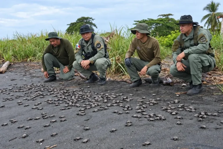 MiAMBIENTE protects more than 10,000 sea turtle nests on the beaches of Tonosí in Los Santos Thousands of Hatchlings on the beach by MiAmbiente