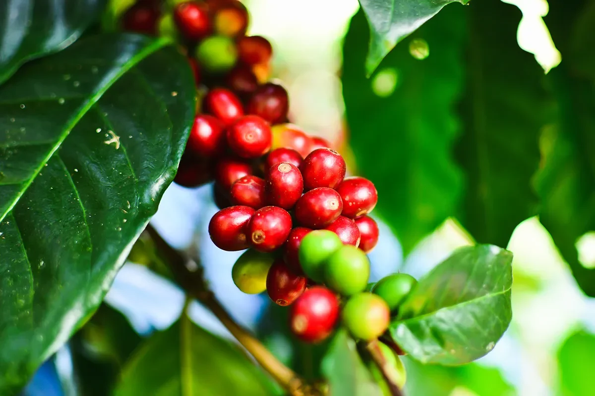 Coffe Beans growing. By EXPT.