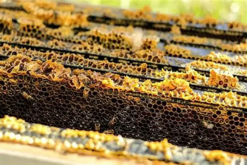 Beekeeping in Panama By ApiMex.