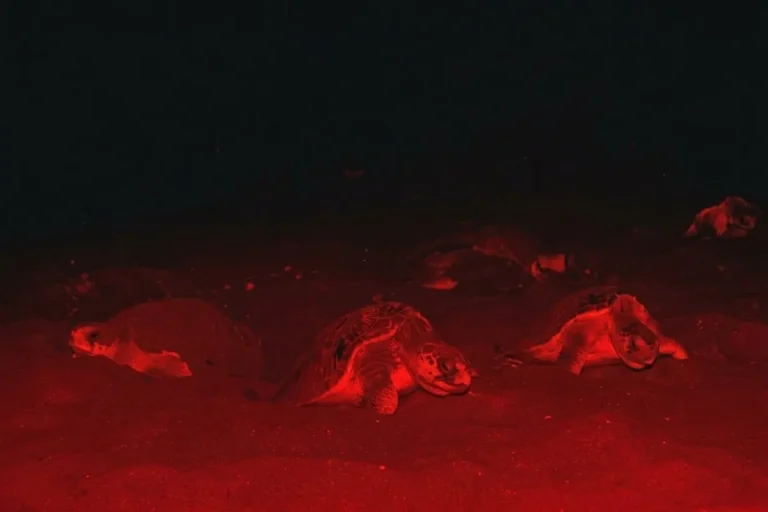 olive ridley turtles arriving to nest