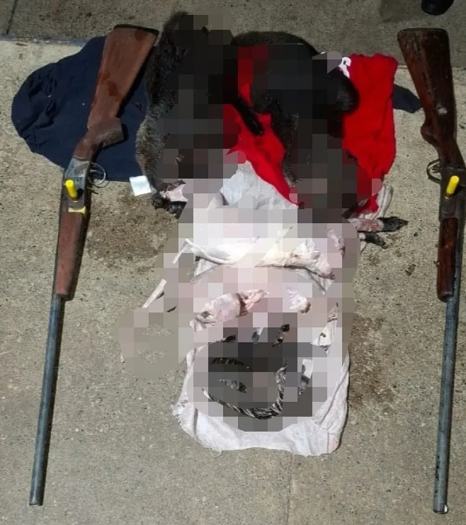 Operation in Soberanía National Park illigally hunted animals