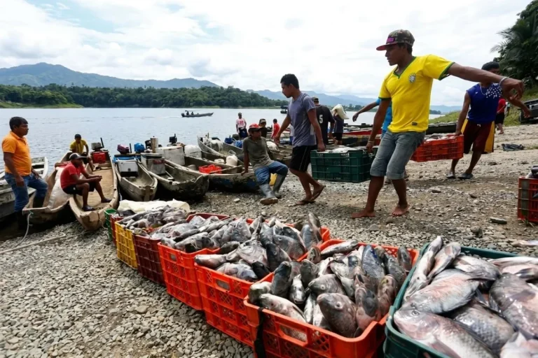 Panamanian Fish Market Reaches America, Europe and Asia