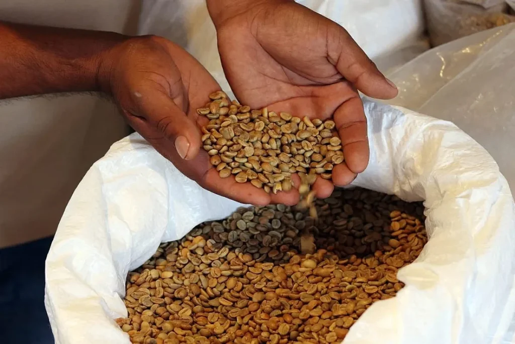 toasted coffee beans. By EF.