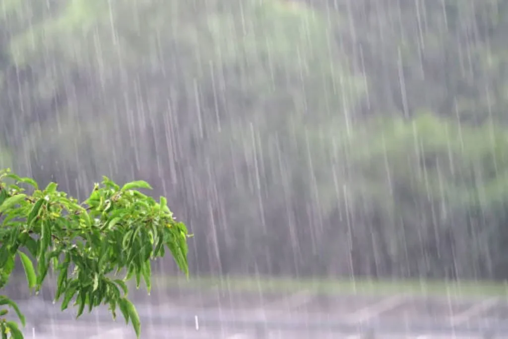 Rains By MSN.