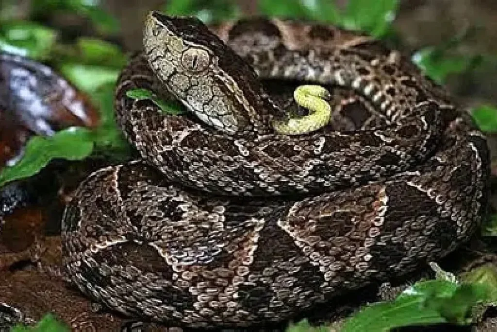 The Fer-de-lance snakebite is very dangerous.