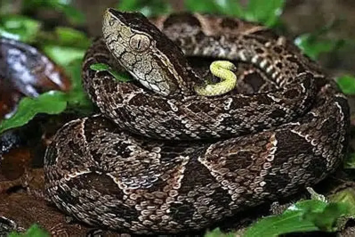 The Fer-de-lance snakebite is very dangerous.