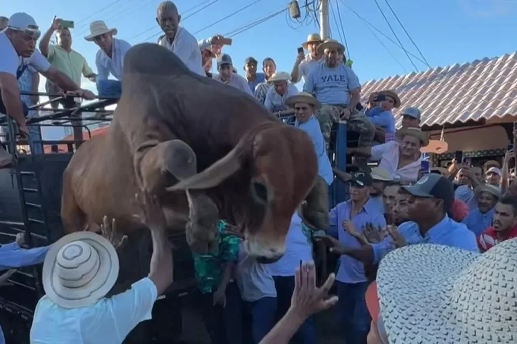 Loose bull