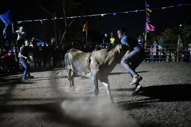 Panama bull tradition.