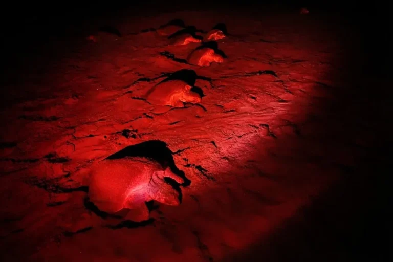 Turtles on red. By Mi Ambiente.