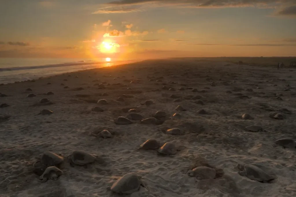 Nesting Olive Ridley Sea Turtle By claudio giovenzana www.longwalk.it, CC BY-SA 3.0, https://commons.wikimedia.org/w/index.php?curid=12851115