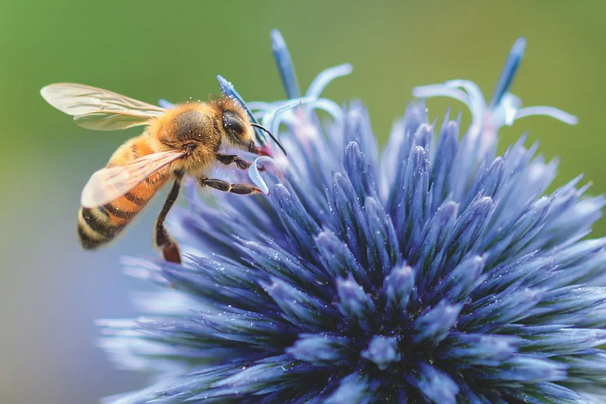 Apis mellifera by anaup.pa