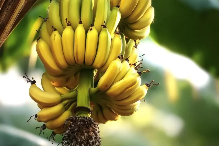 Banana Plant.
