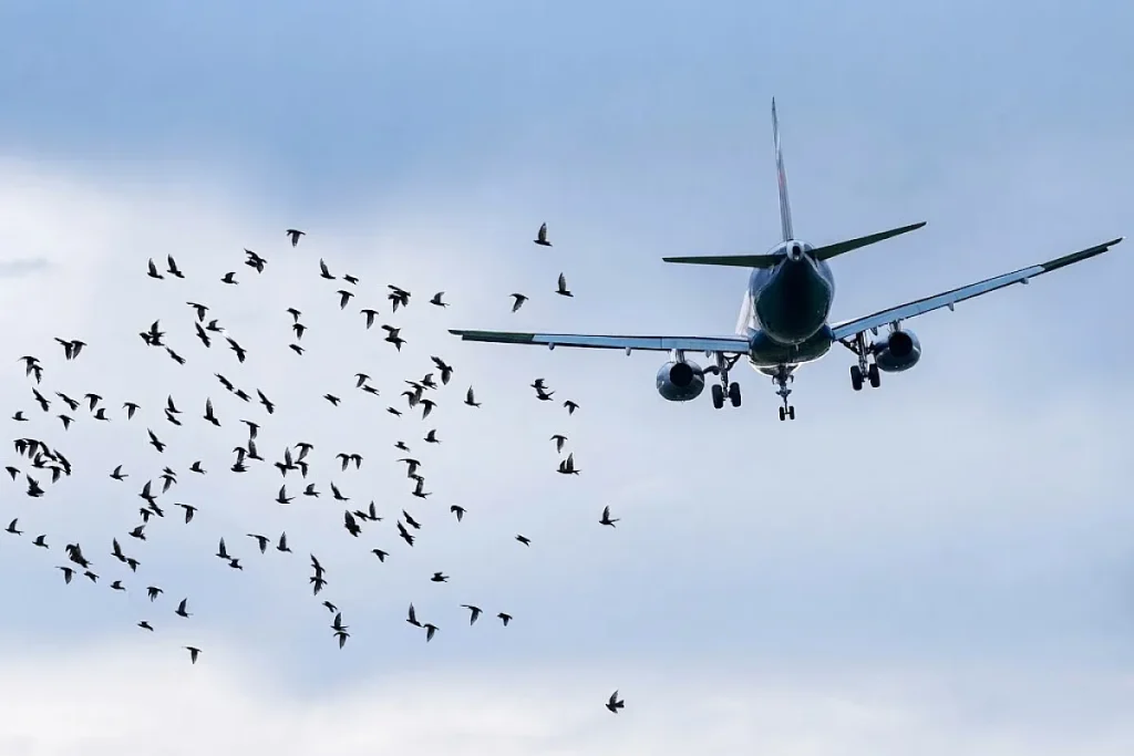 bird strike